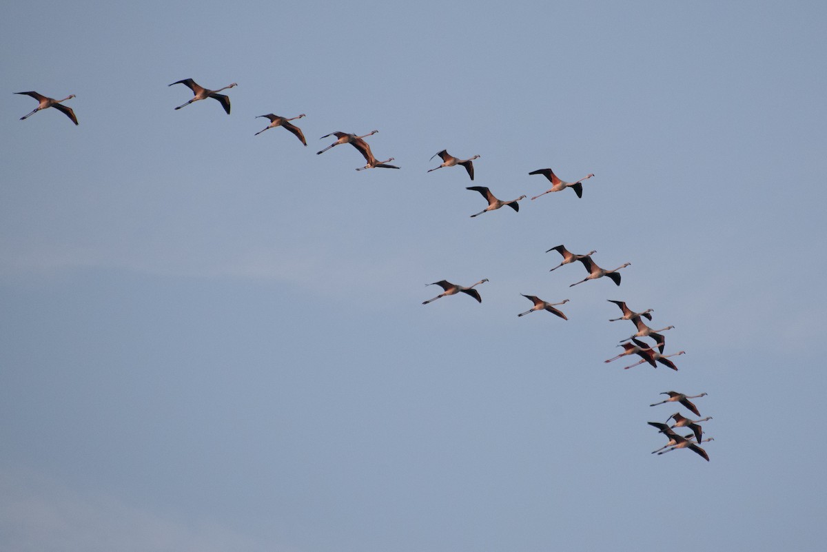 ヨーロッパフラミンゴ - ML646233845