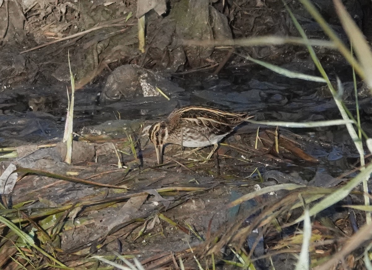 Agachadiza Chica - ML646233850