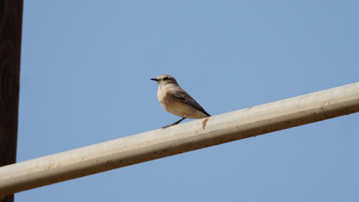 Desert Wheatear - ML646233866