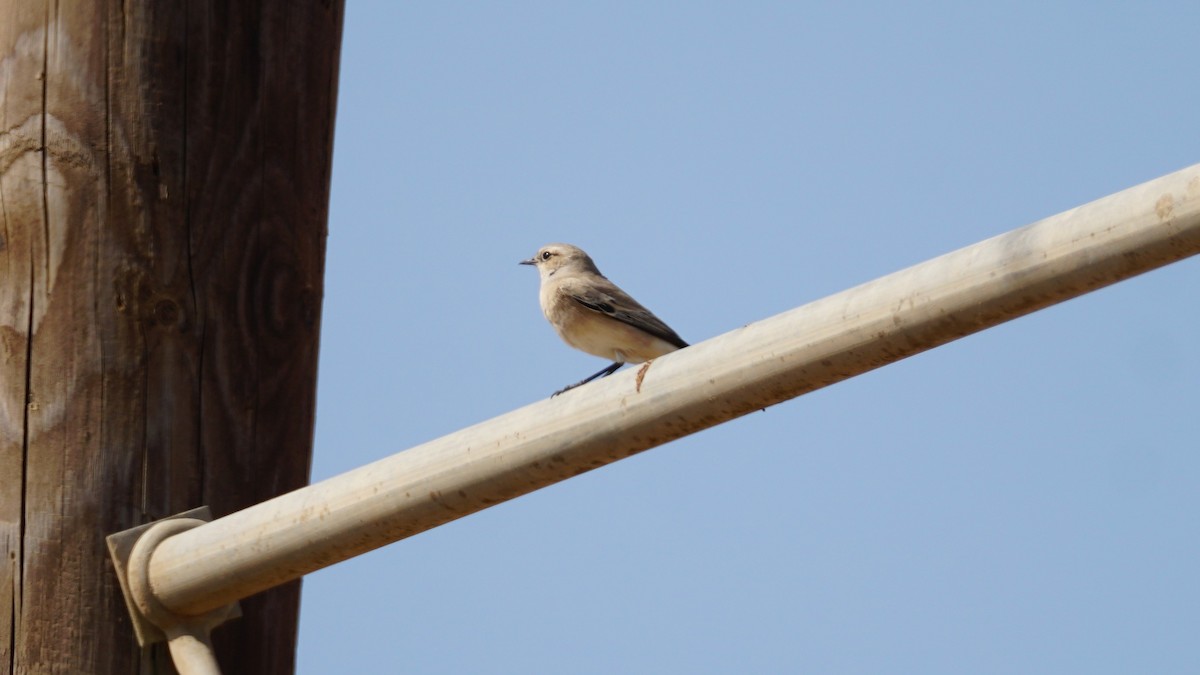 Desert Wheatear - ML646233867