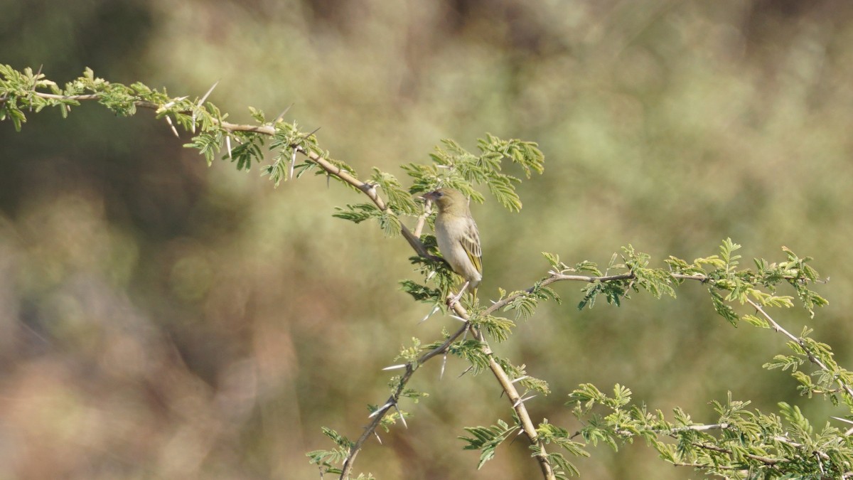 Иволговый ткач - ML646233872