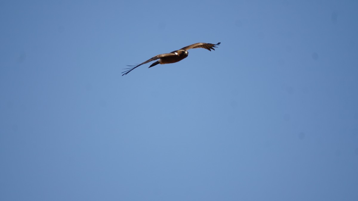 シロエリハゲワシ - ML646233876