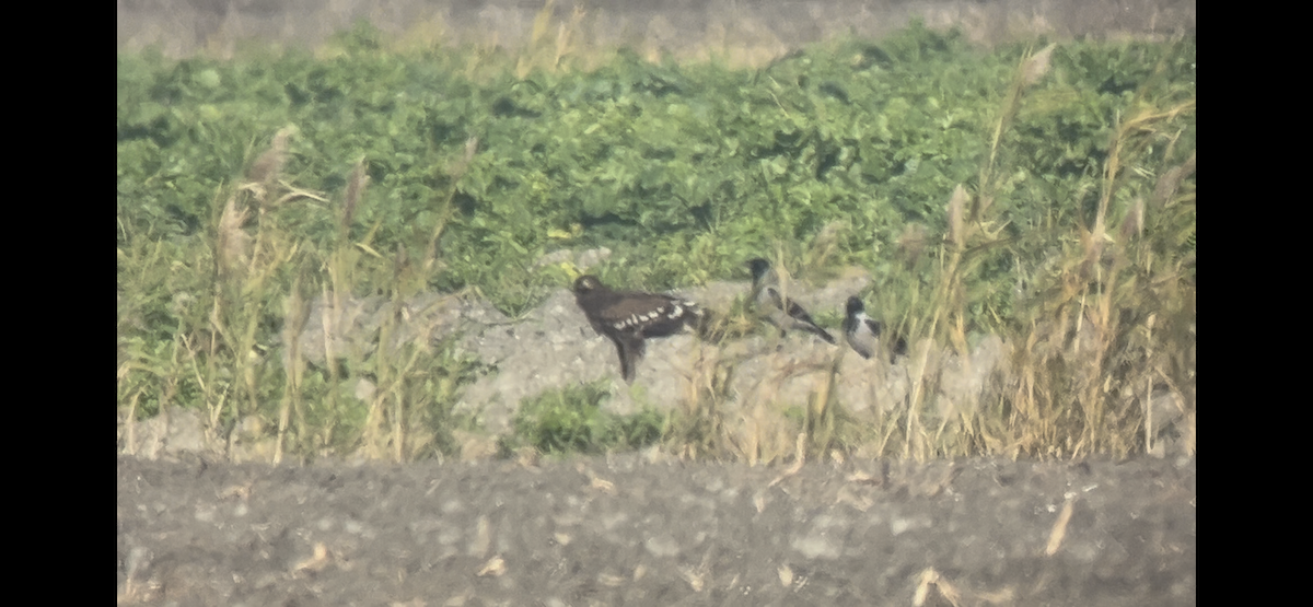 Greater Spotted Eagle - ML646233877