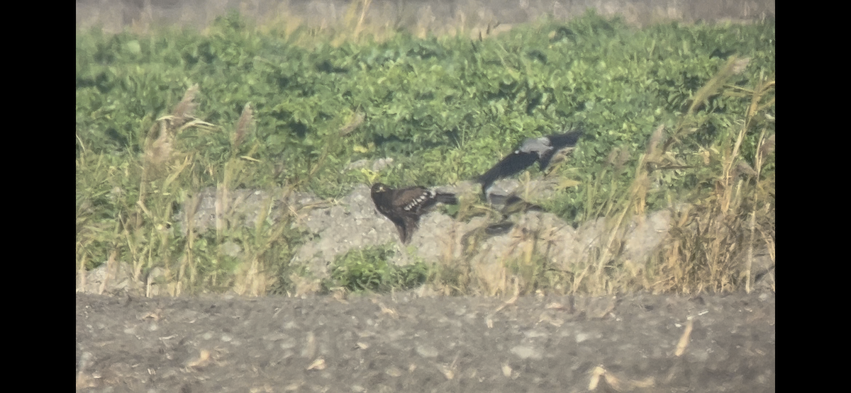 Greater Spotted Eagle - ML646233878