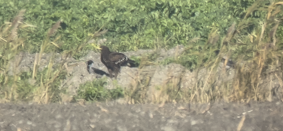 Greater Spotted Eagle - ML646233879