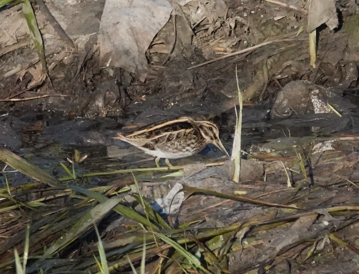 Agachadiza Chica - ML646233887