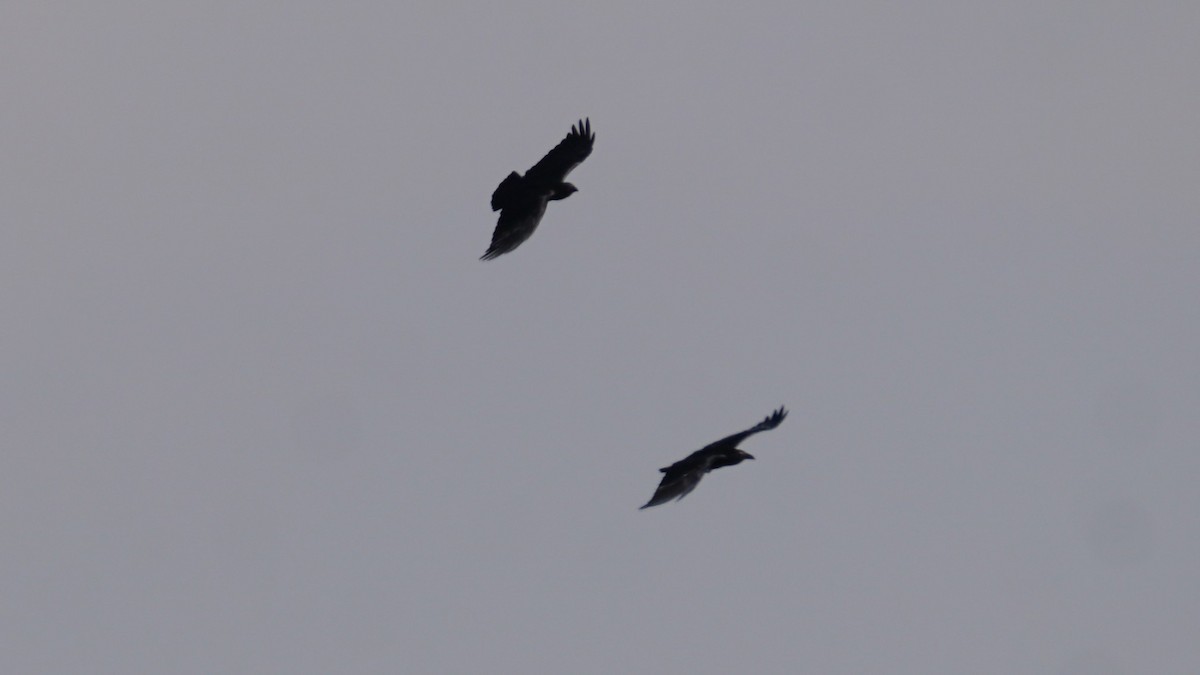 ヒメクマタカ - ML646233890