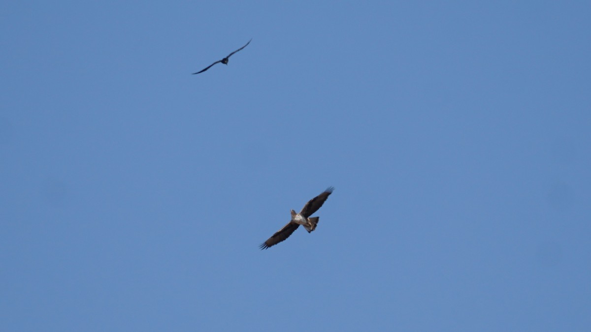 ヒメクマタカ - ML646233892