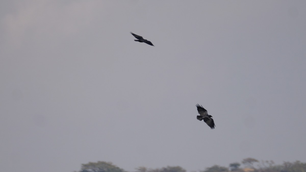 ヒメクマタカ - ML646233893