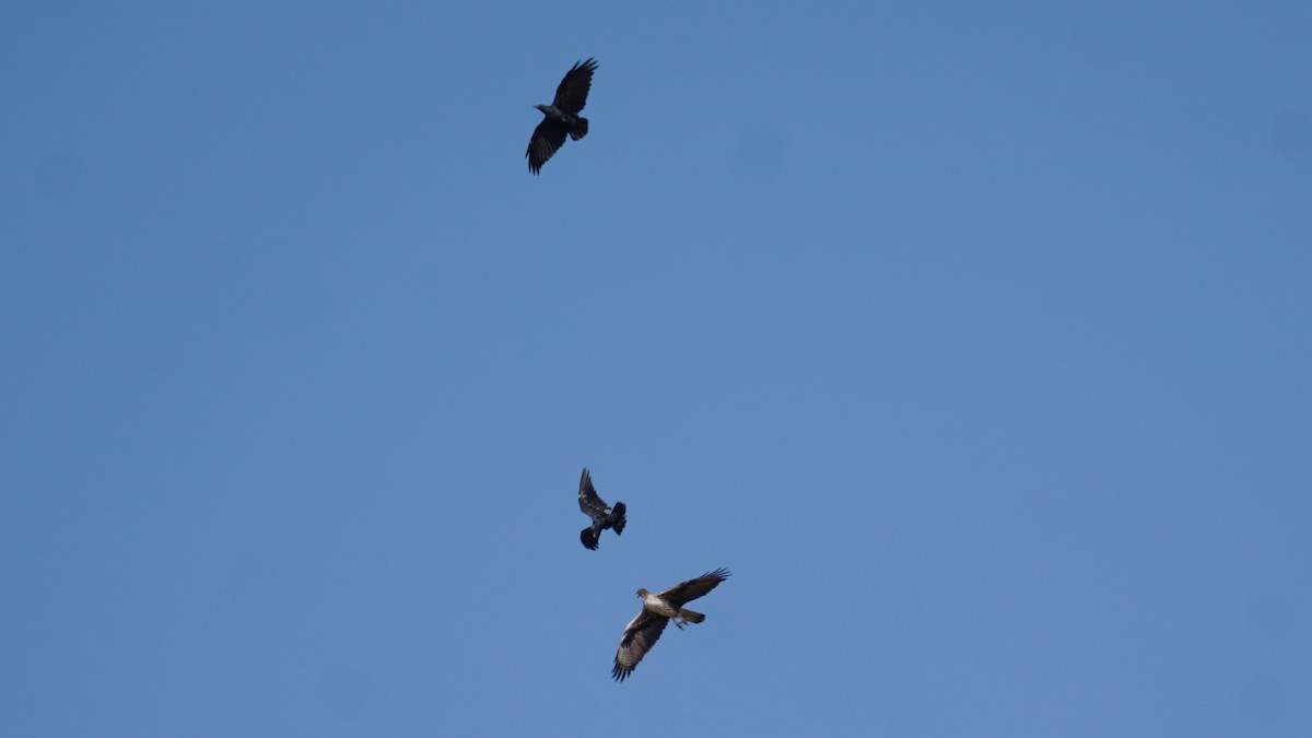 ヒメクマタカ - ML646233894