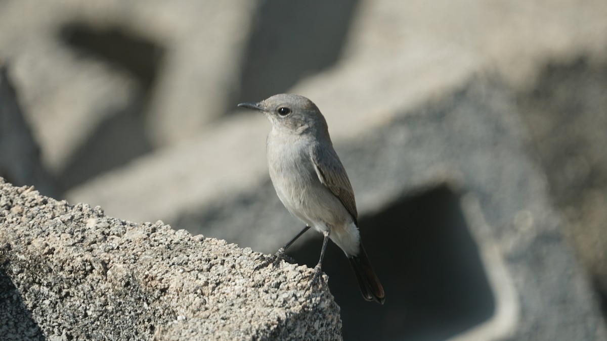 Booted Eagle - ML646233896