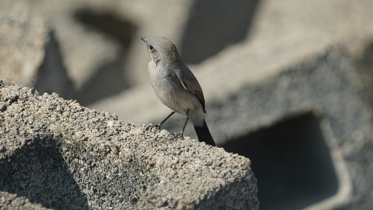 Booted Eagle - ML646233897
