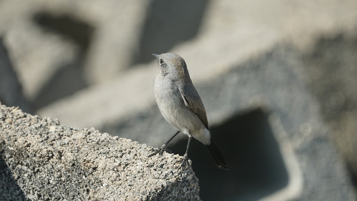 Booted Eagle - ML646233899
