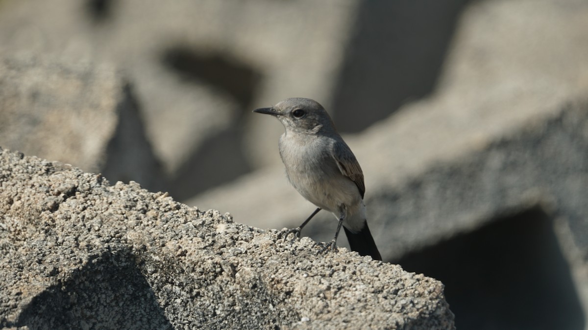 Booted Eagle - ML646233900