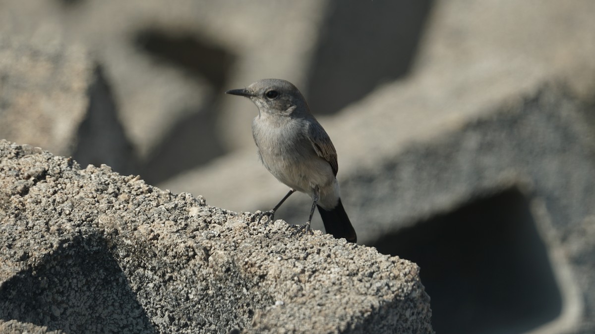 Booted Eagle - ML646233901
