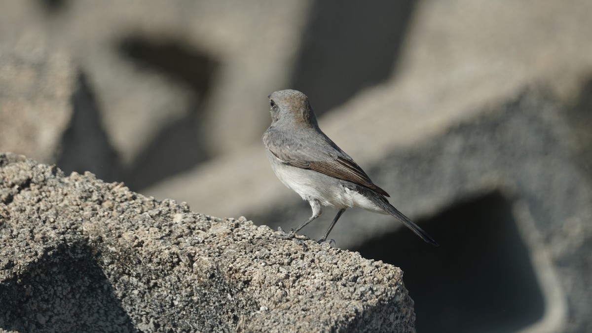 Booted Eagle - ML646233902