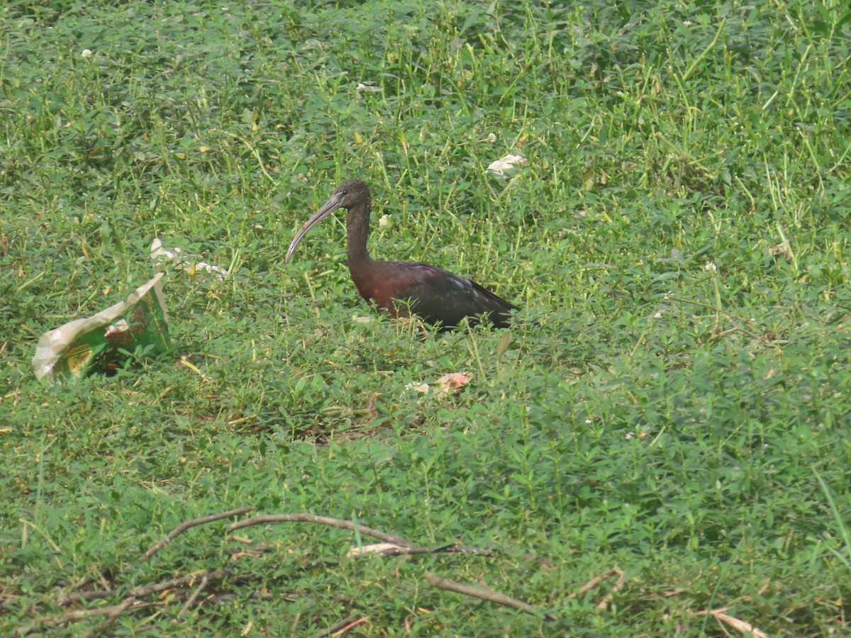 ブロンズトキ - ML646233911