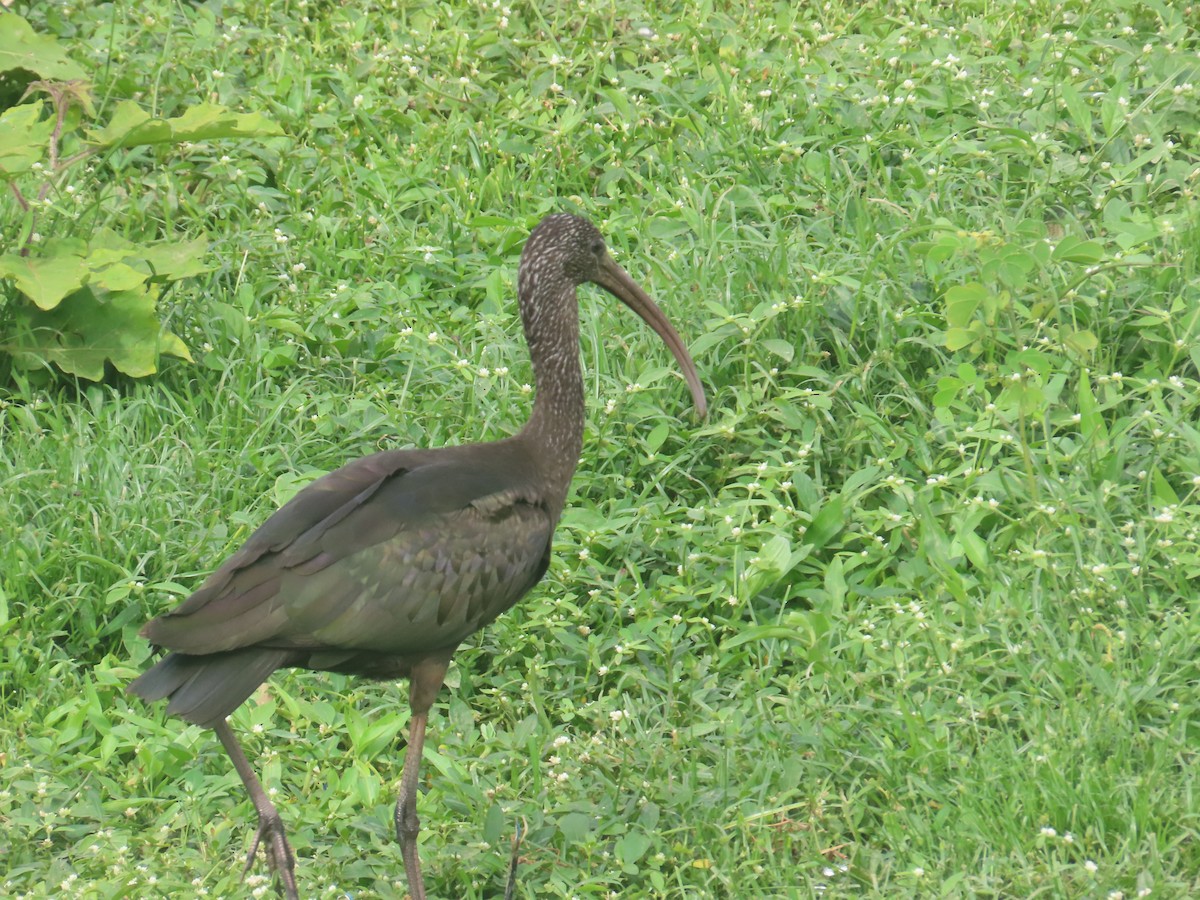 ブロンズトキ - ML646233912