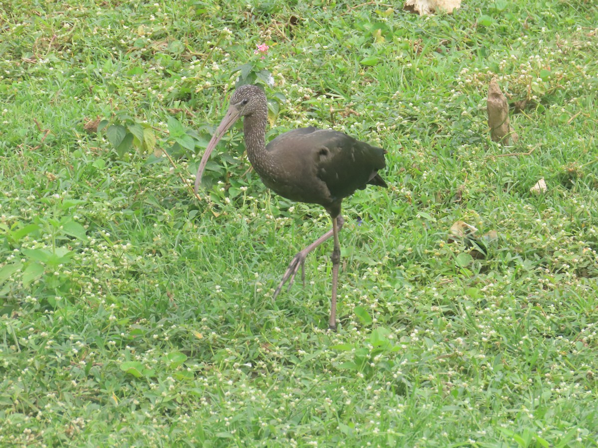 ブロンズトキ - ML646233913