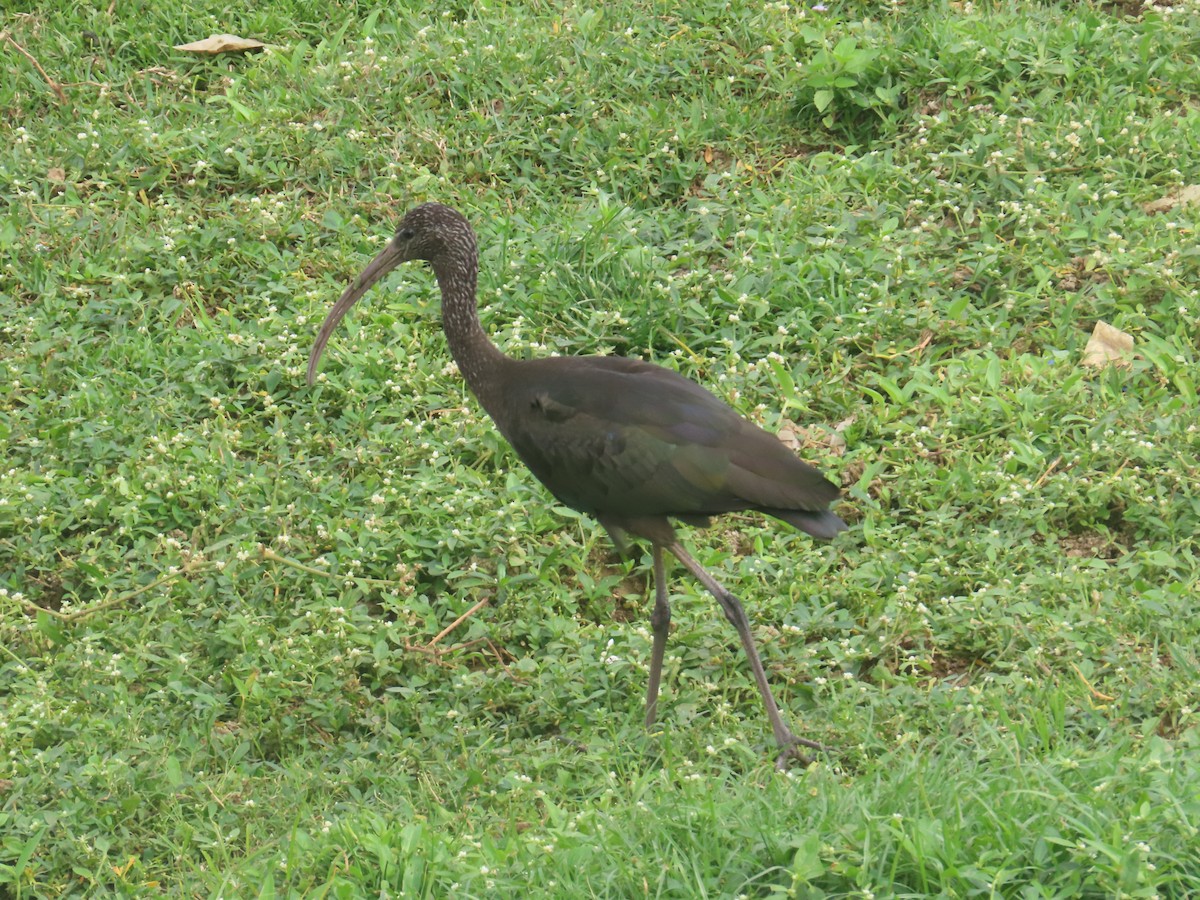 ブロンズトキ - ML646233914