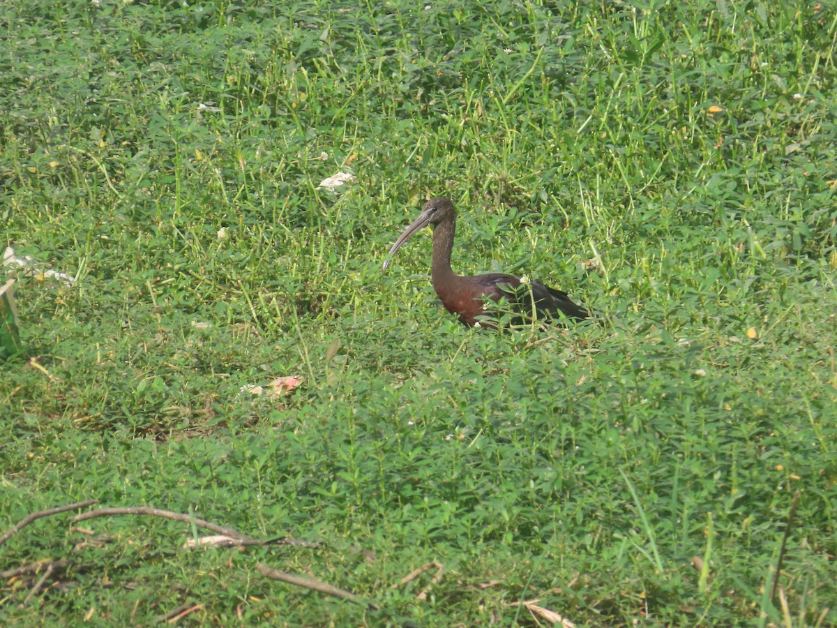 ブロンズトキ - ML646233917