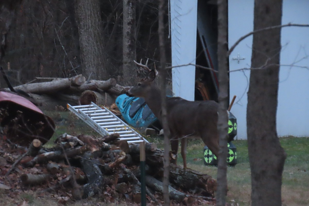 Weißwedelhirsch - ML646233919