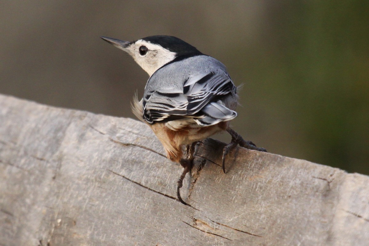 ムナジロゴジュウカラ - ML646233920