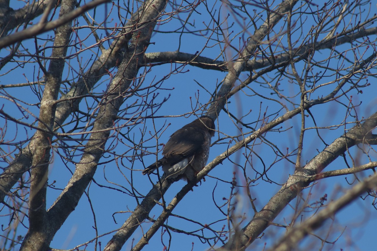 クーパーハイタカ - ML646233922