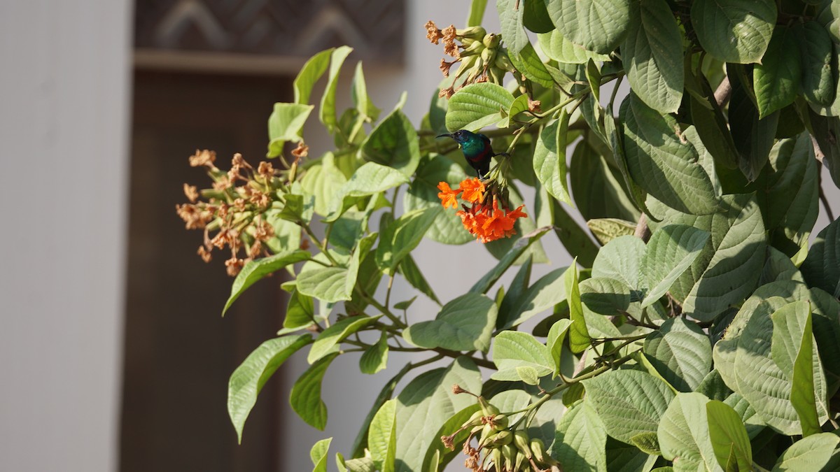 Arabian Sunbird - ML646233923