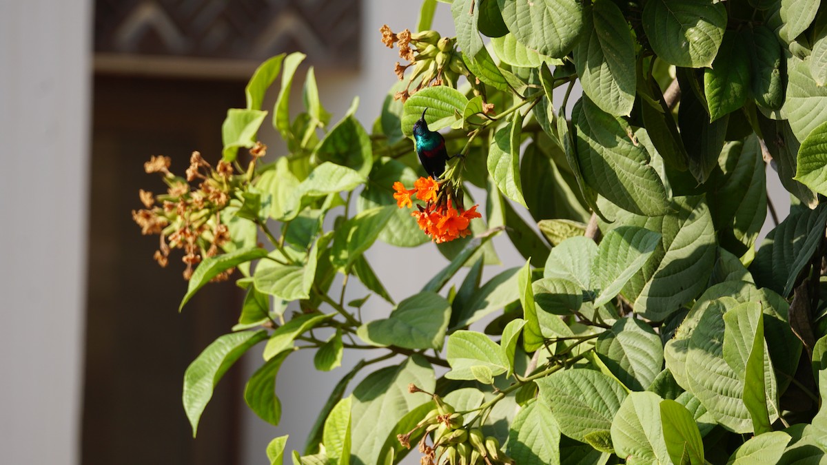 Arabian Sunbird - ML646233924