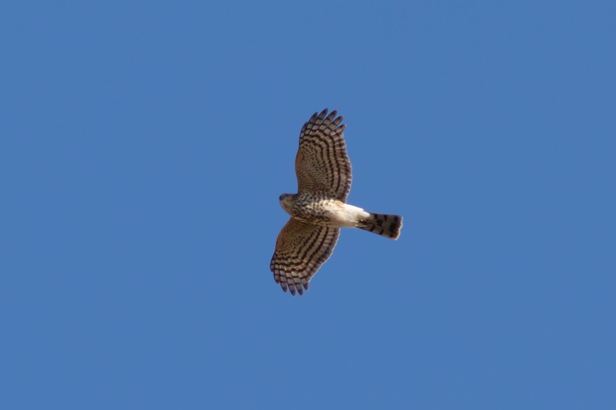 アシボソハイタカ - ML646233925