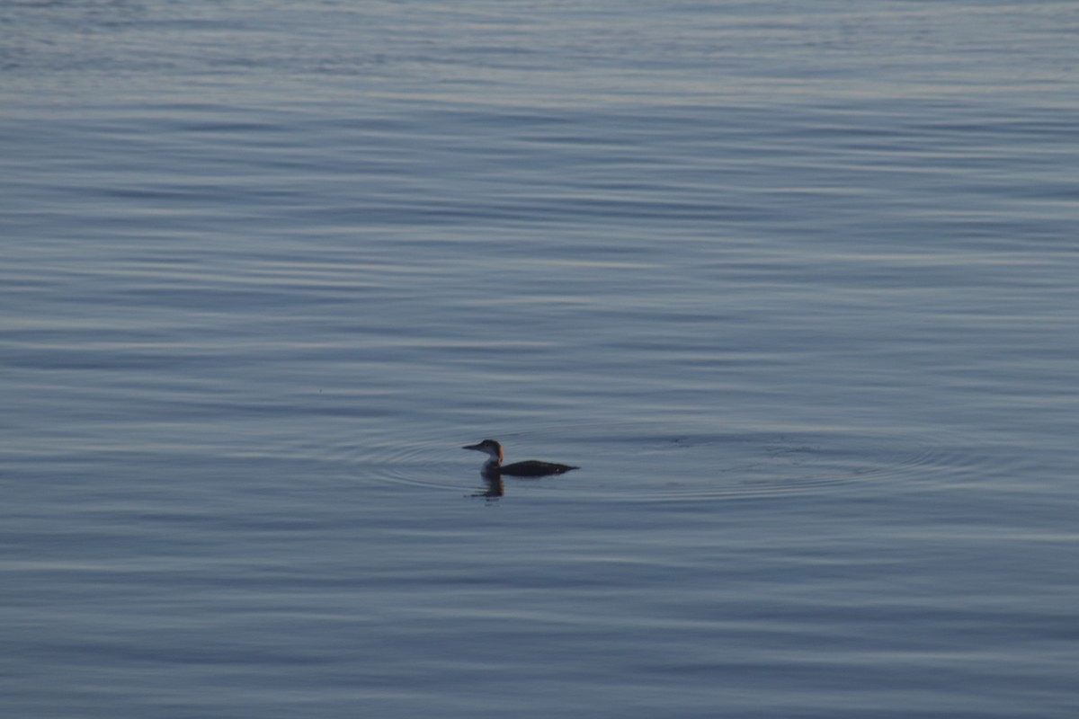 ハシグロアビ - ML646233927