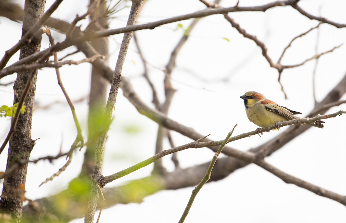 Plain-backed Sparrow - ML646233928