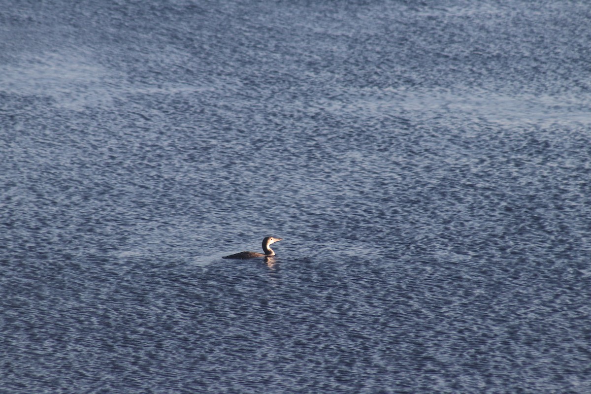 ハシグロアビ - ML646233929