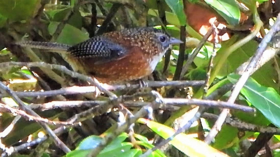 Bar-winged Wren-Babbler - ML646233930