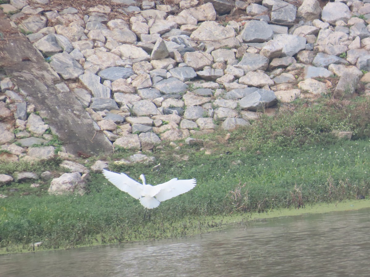 Great Egret - ML646233932