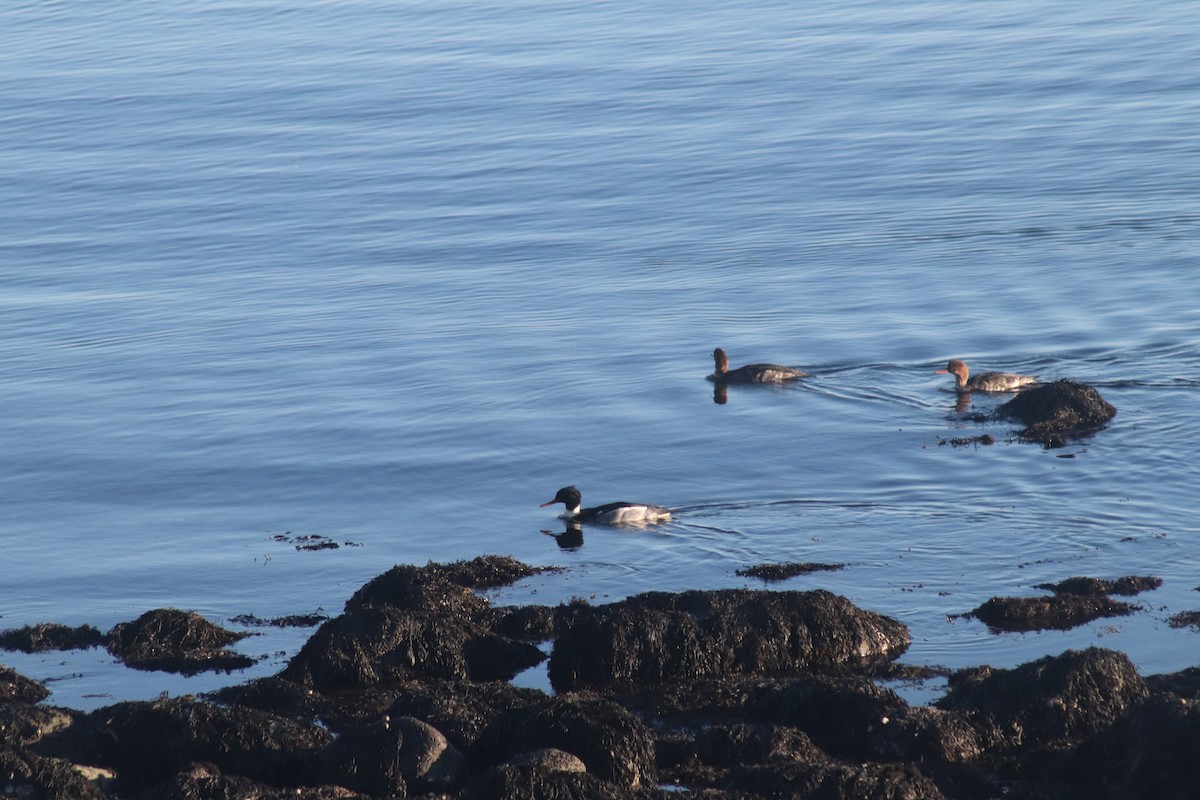 Red-breasted Merganser - ML646233933