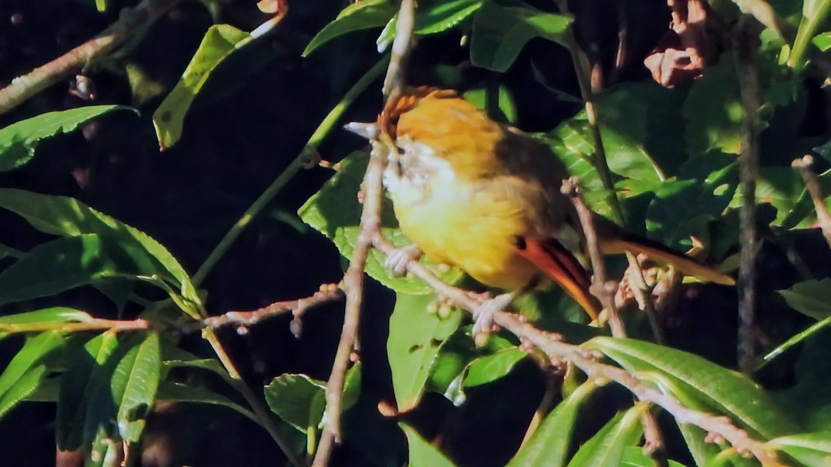 Chestnut-tailed Minla - ML646233935