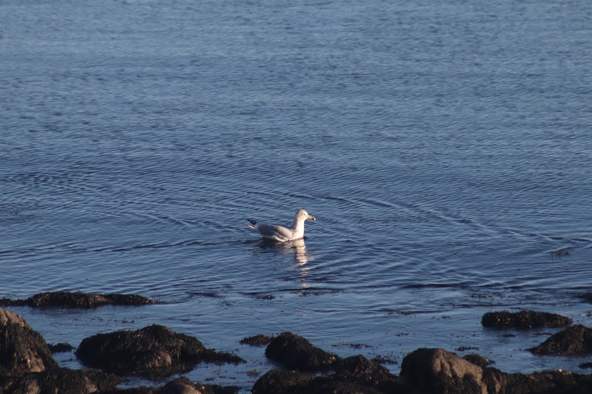 American Herring Gull - ML646233936