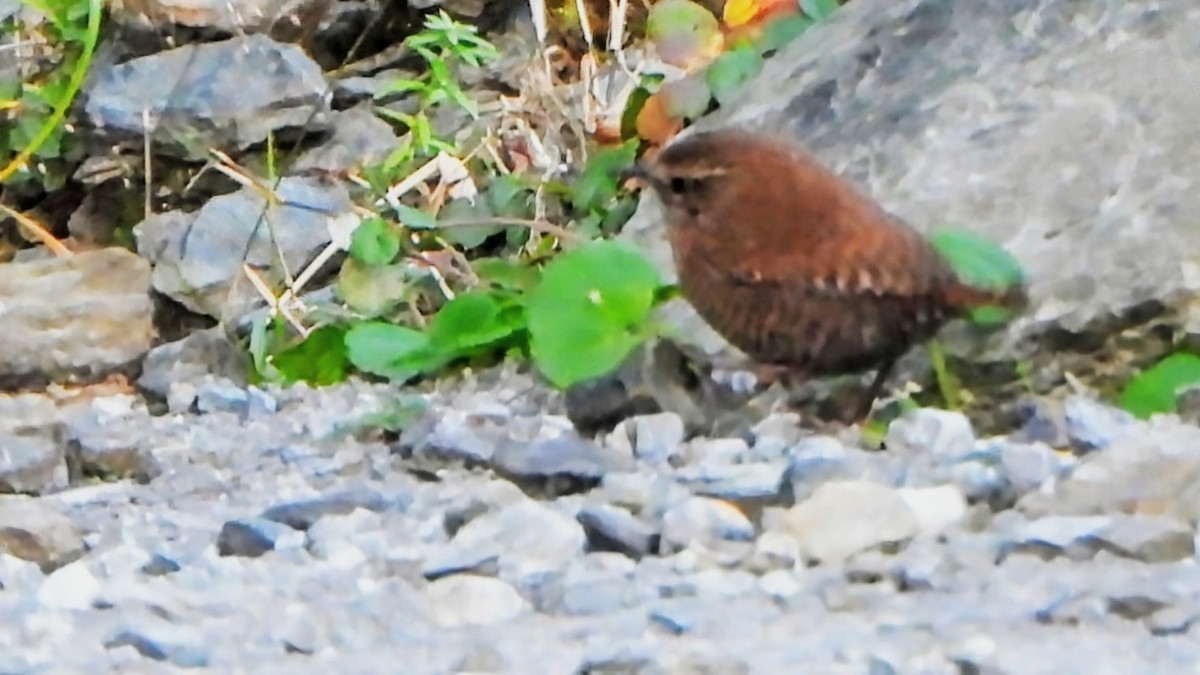 Eurasian Wren - ML646233937