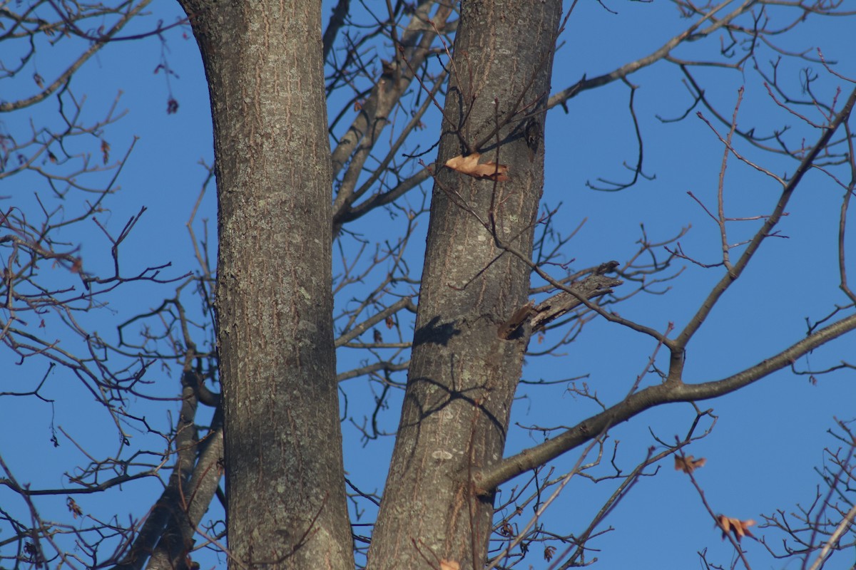 Brown Creeper - ML646233939