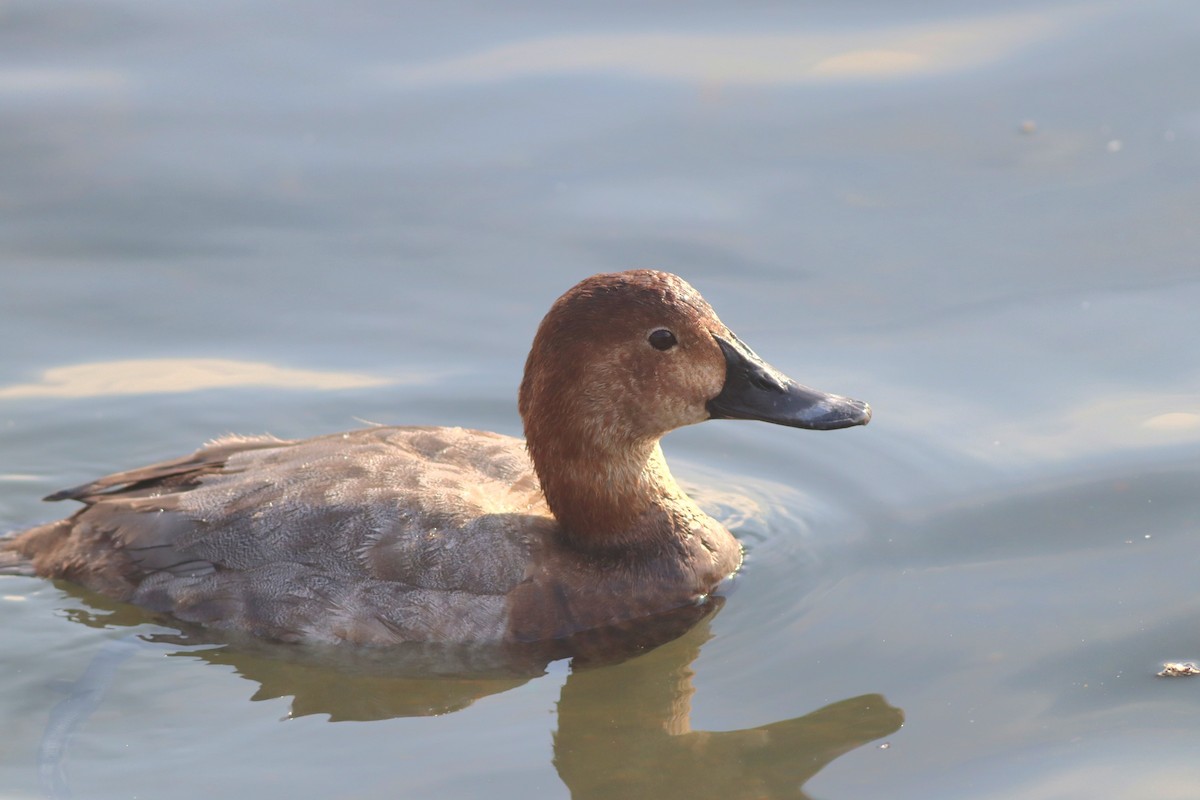 Common Pochard - ML646233940