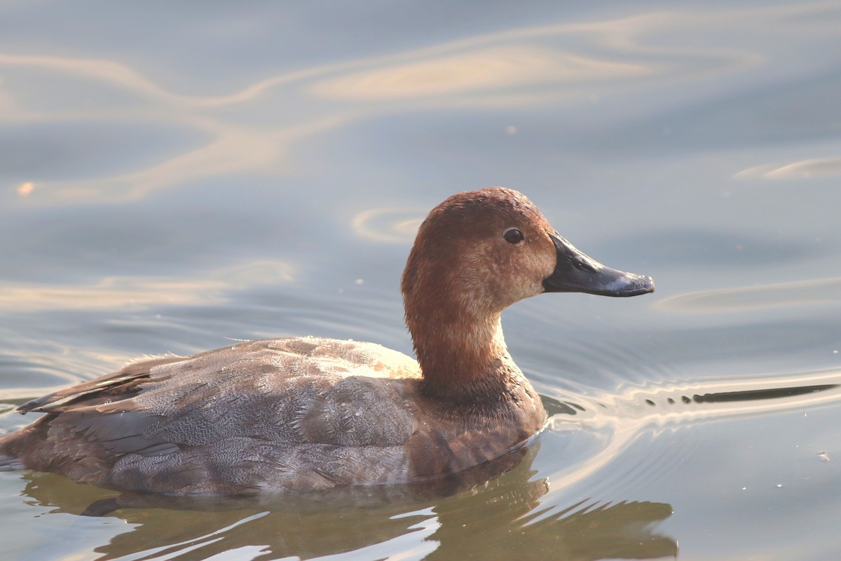 Common Pochard - ML646233941