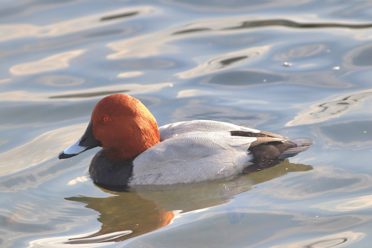 Common Pochard - ML646233942