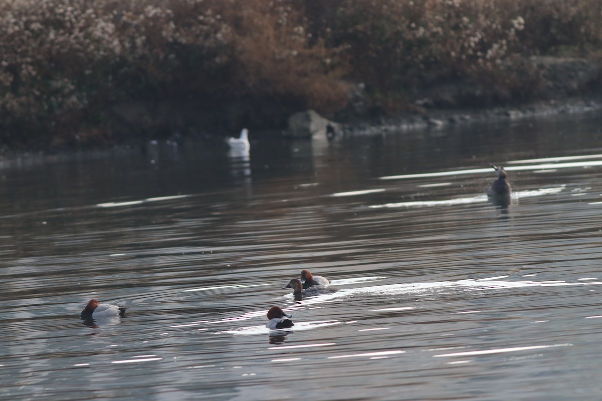 Common Pochard - ML646233943