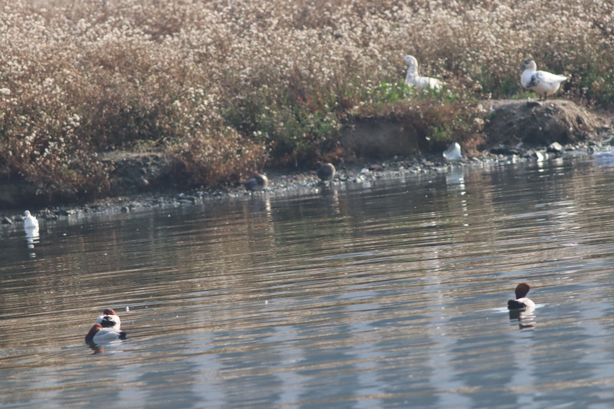 Common Pochard - ML646233944