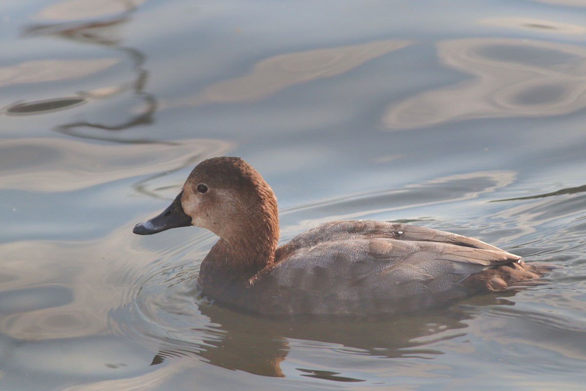 Common Pochard - ML646233945
