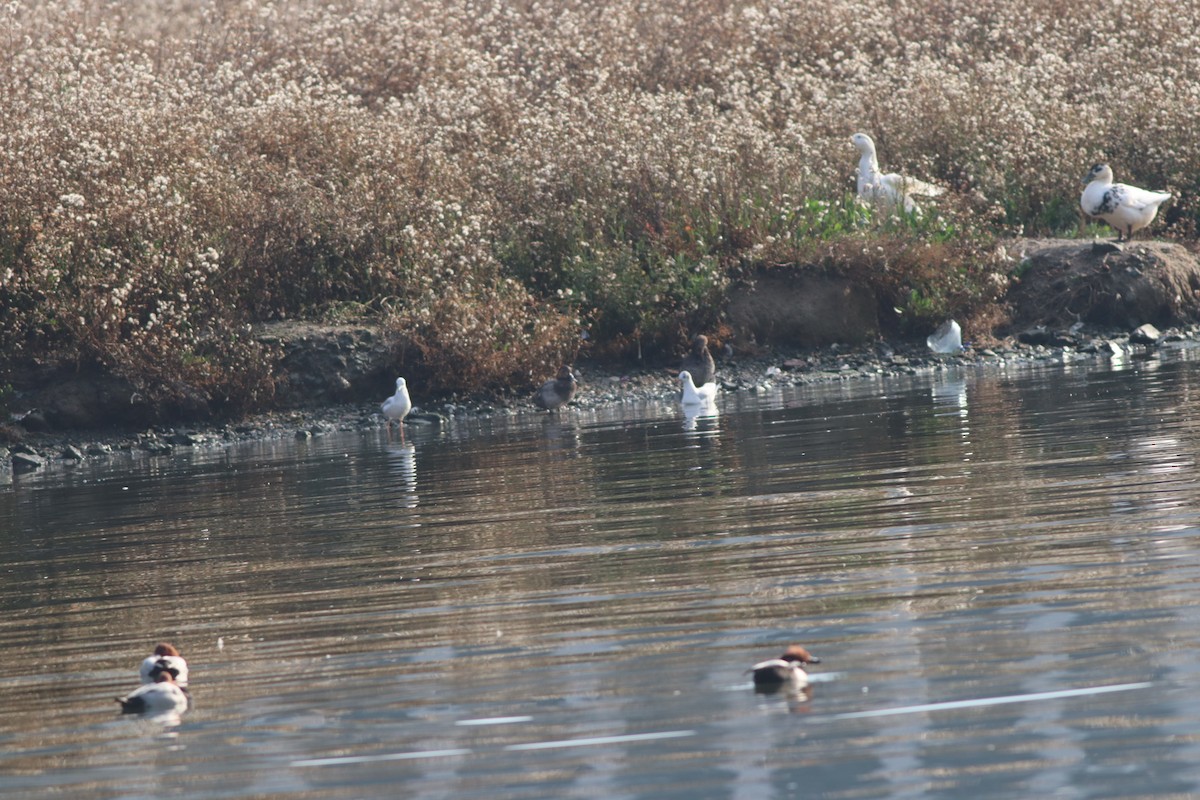 Common Pochard - ML646233947
