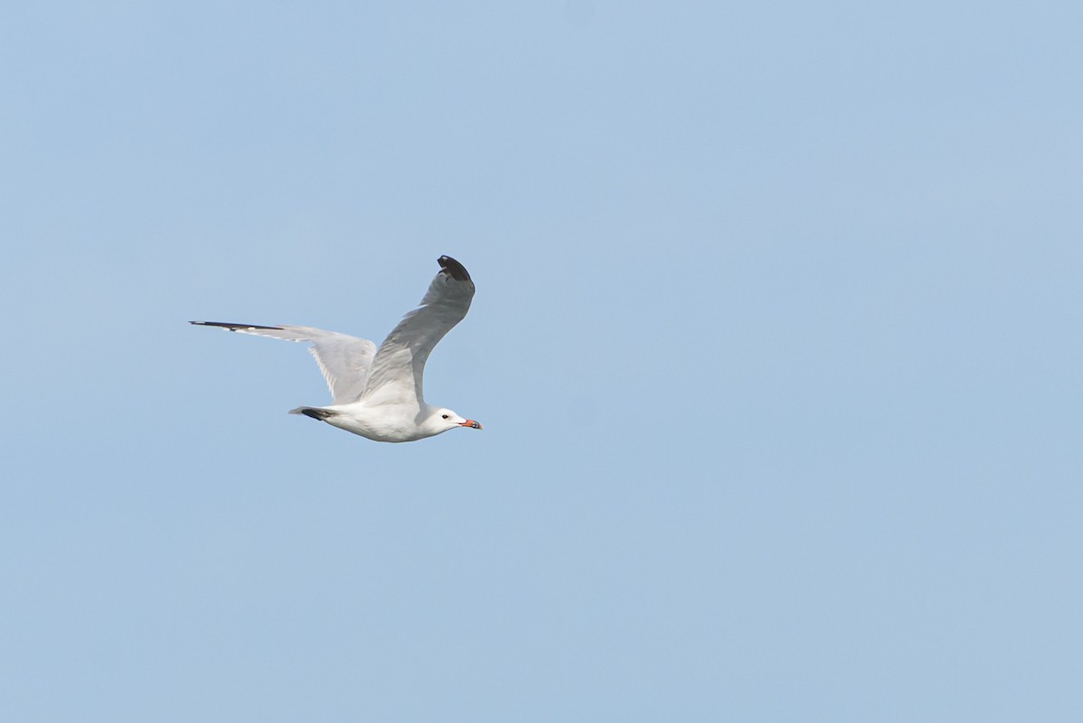 Audouin's Gull - ML646233951