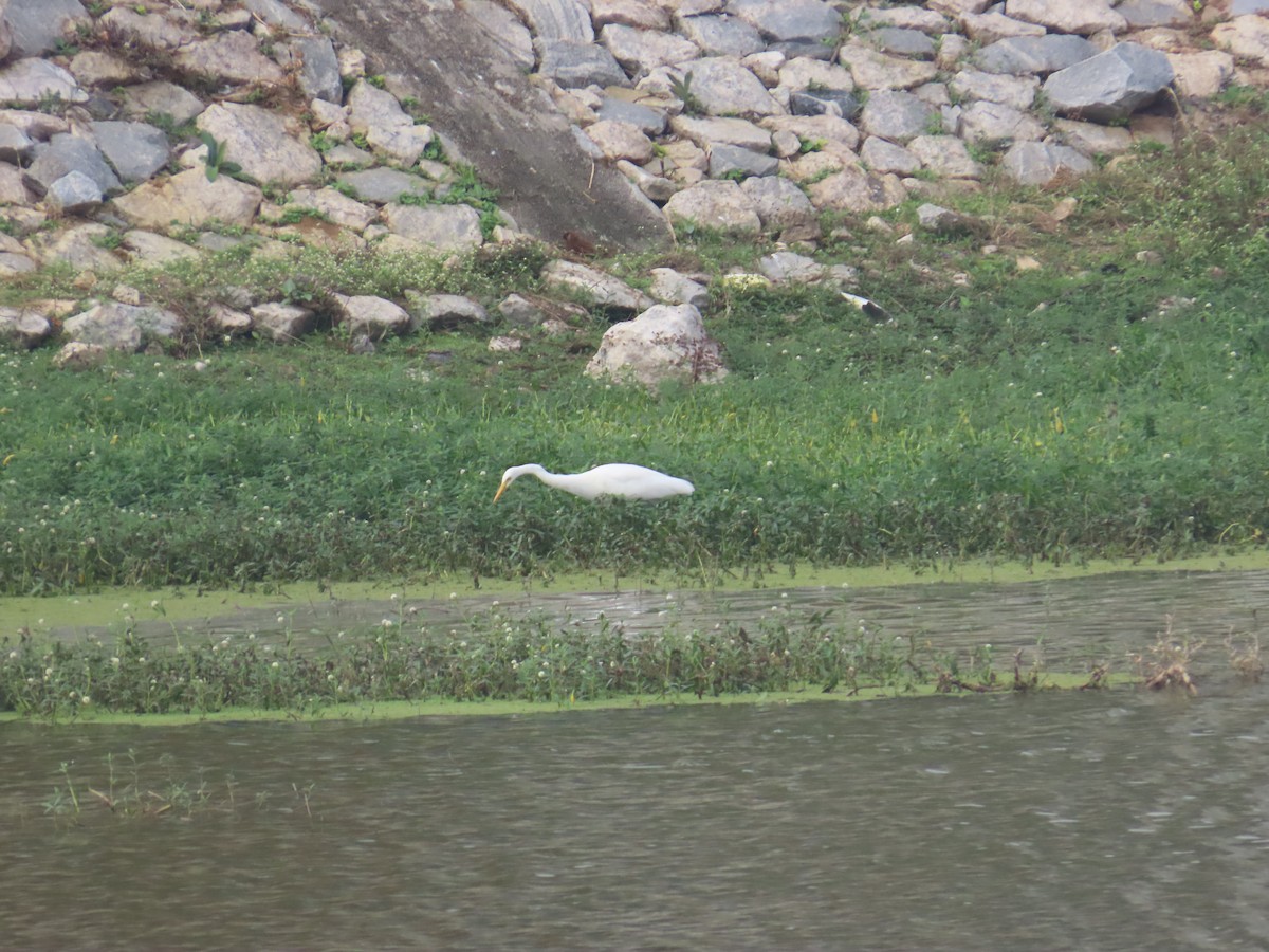 Medium Egret - ML646233952